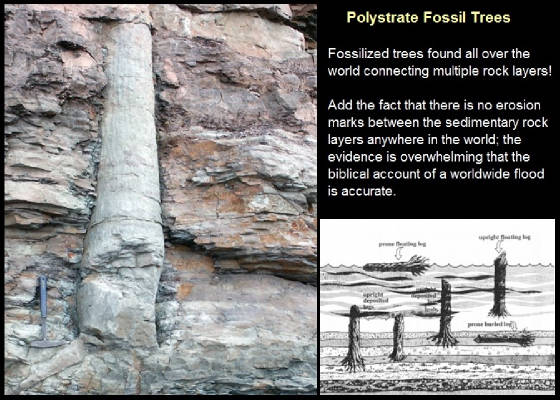 polystratefossiltrees.jpg